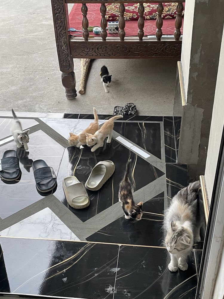 Отдам кота и 6 котят