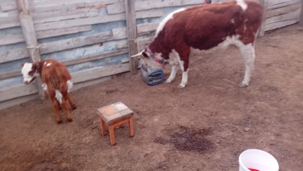 2 ши туып турган сиыр бузауыме бузауы еркек