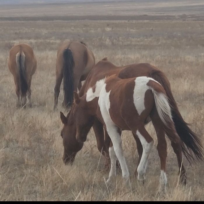 Ала Жабағы еркек сатылады