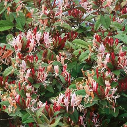 Mâna Maicii Domnului