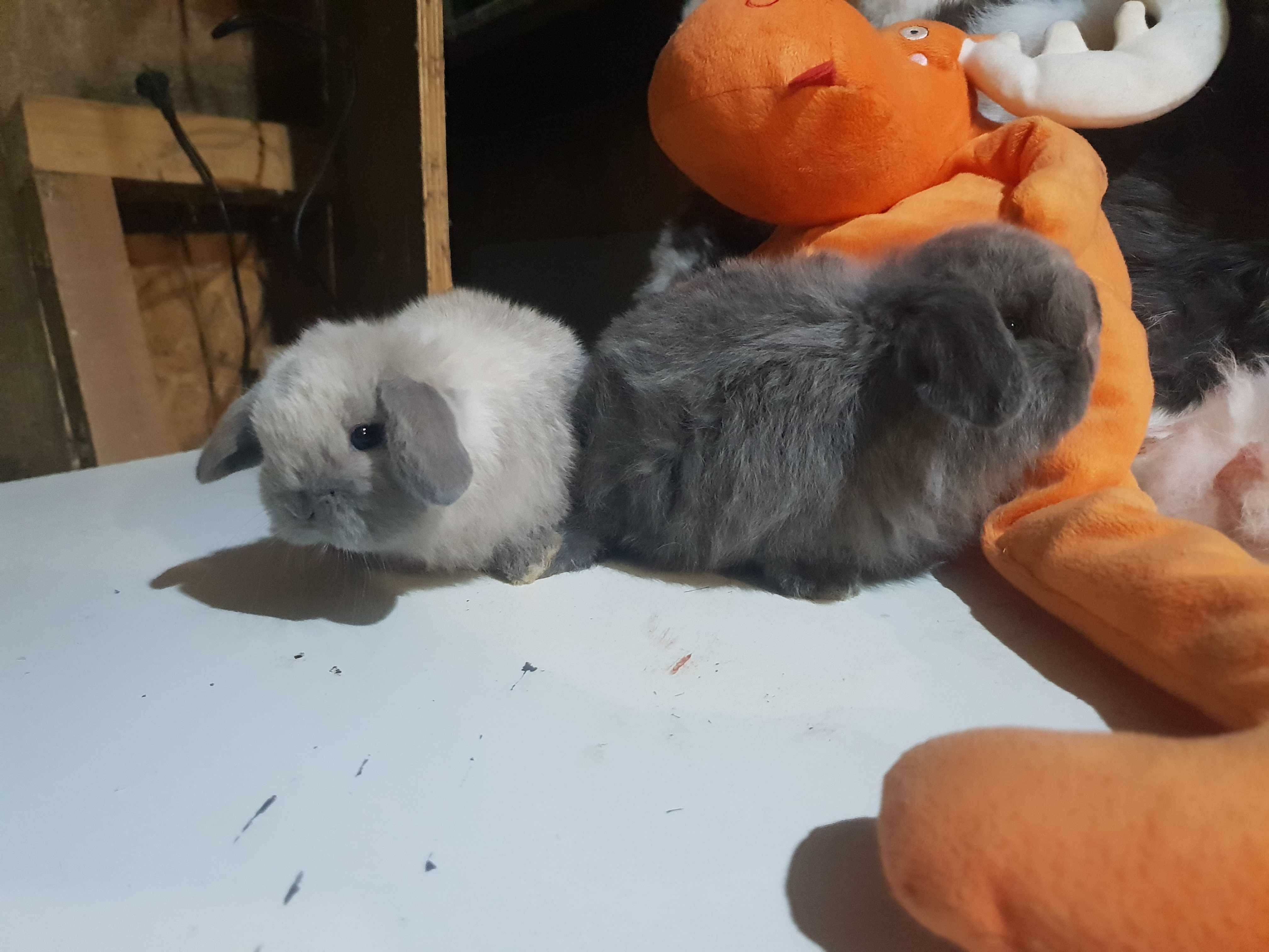 IEPURE Berbec Pitic Holland Lop Mini Lop Iepurasi de Companie