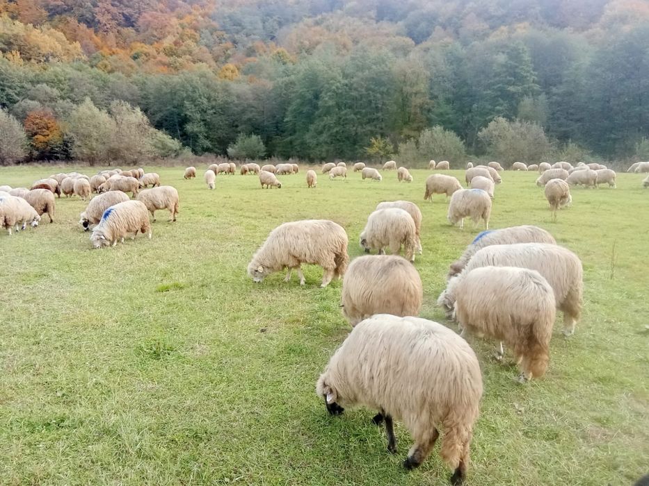 Vând oi țurcane si mioare