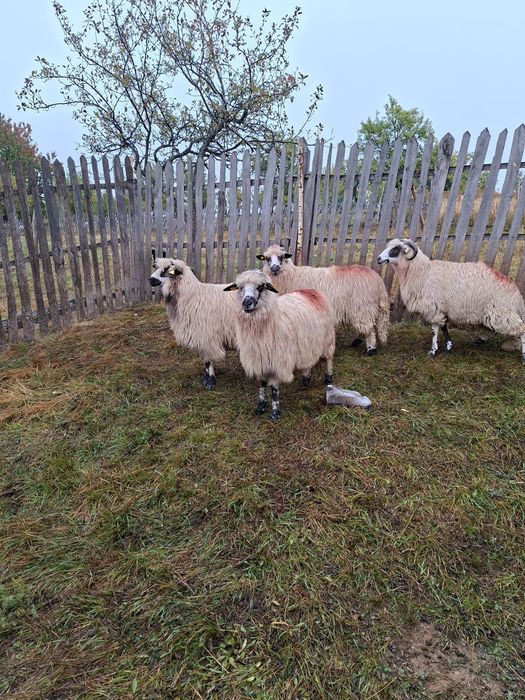 Vand 4 oi țurcane și un berbec