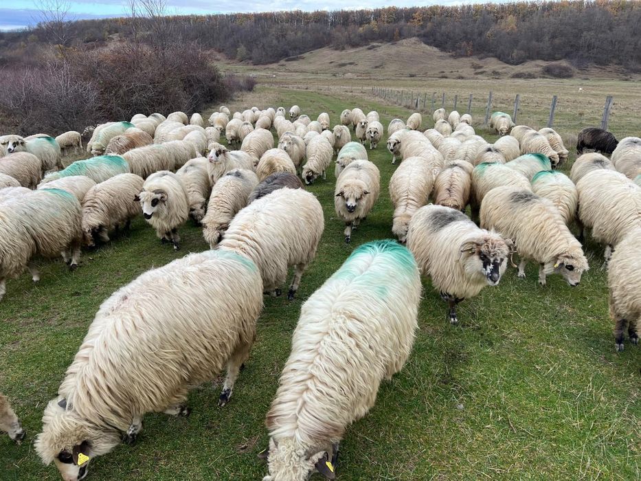 Vând oi sau schimb cu vaci