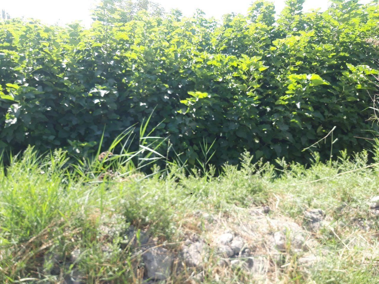 Qayrago'ch (manzarali daraxt)
