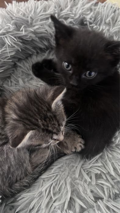 Отдам котенка в добрые руки (девочка, 2 месяца)