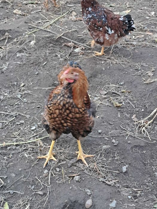 Vand cocoș GSG 6 luni