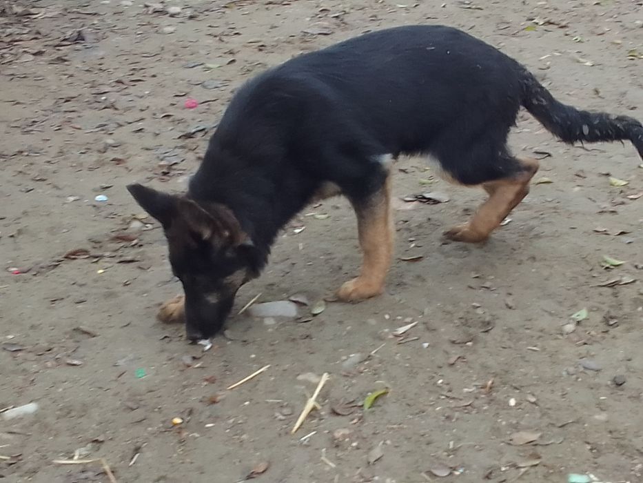 Catei  ciobanesc german cu 3 vacinuri facute si carnete