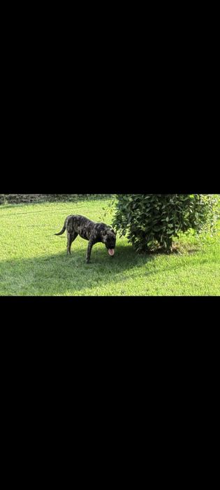 Кучета -Перо де преса канарио