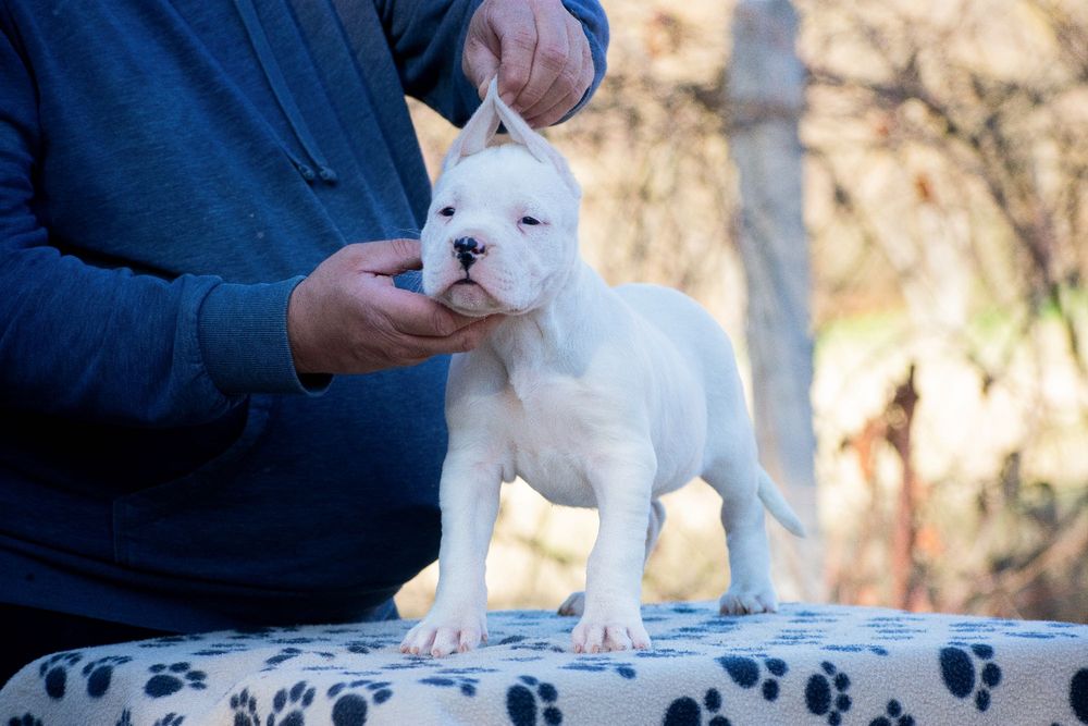 Dogo Argentino Femela 6 săptămâni