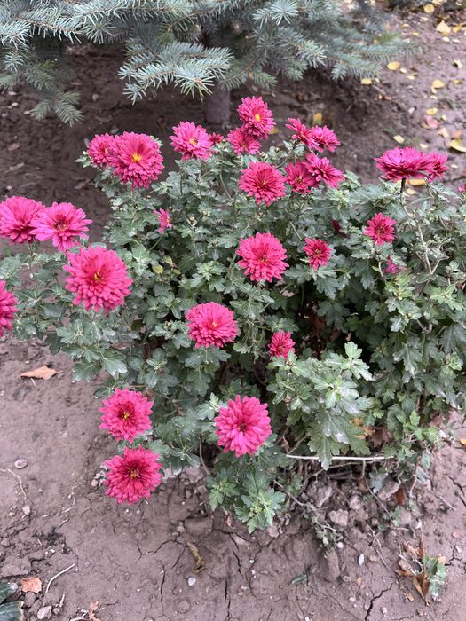 Цветы хризантемы