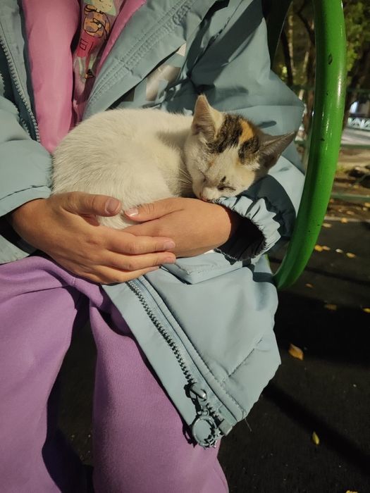 Котята к добрым людям