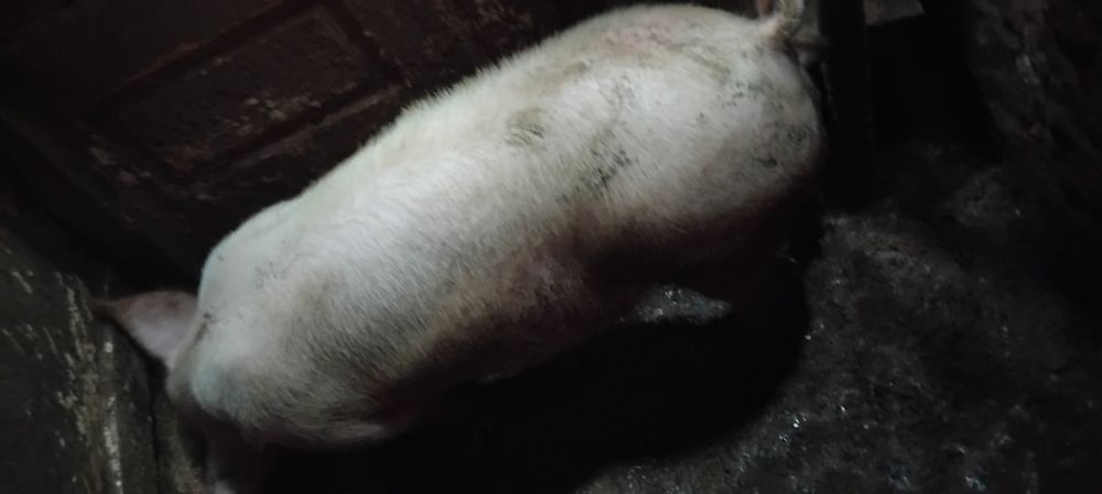 Прасе машкар ...