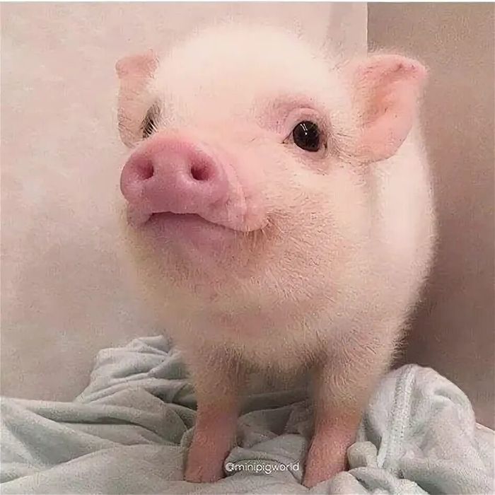 Поросята 1 месяц