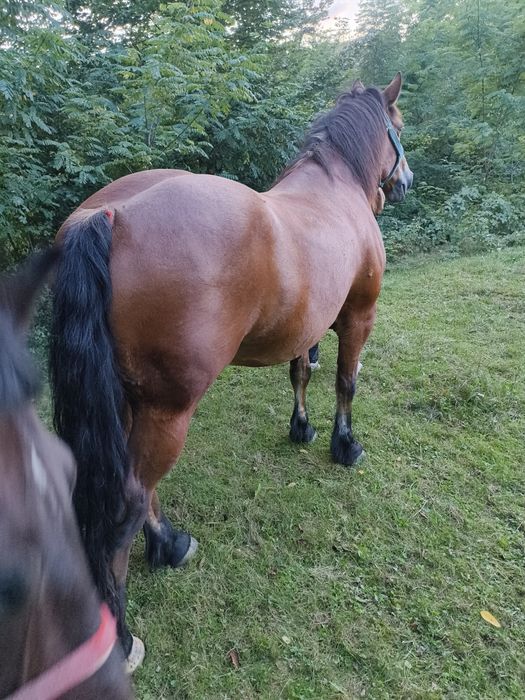 Vând cal frumos și blând