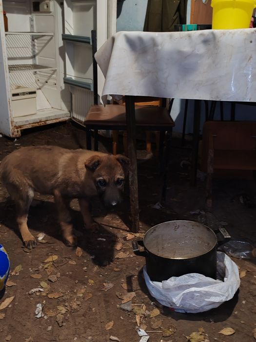 Отдам в добрые руки