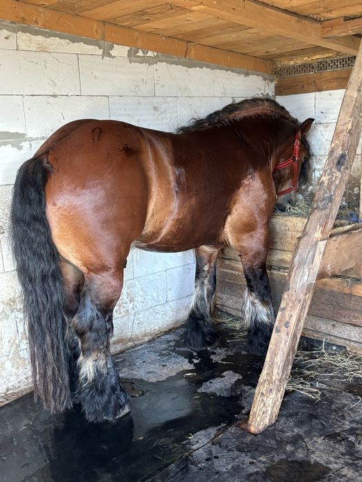 Harmasar de vanzare !