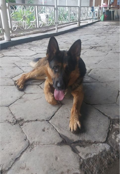 Вязка чистокровного немца