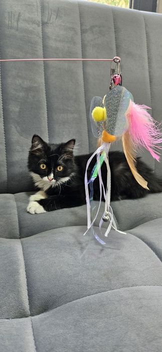 Котенок мальчик 3 месяца