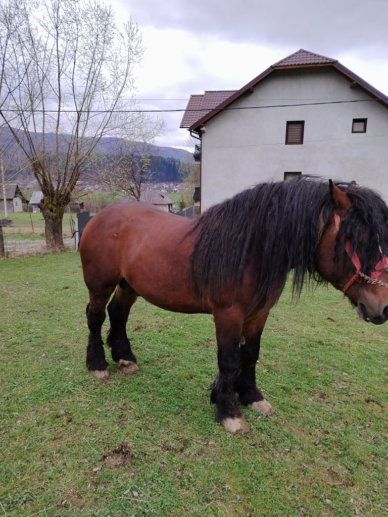 Armăsar de vânzare