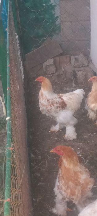 Продаётся петухи