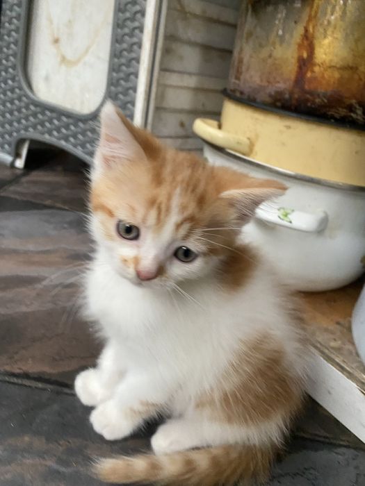 Подарявам 4 страхотни котенца.