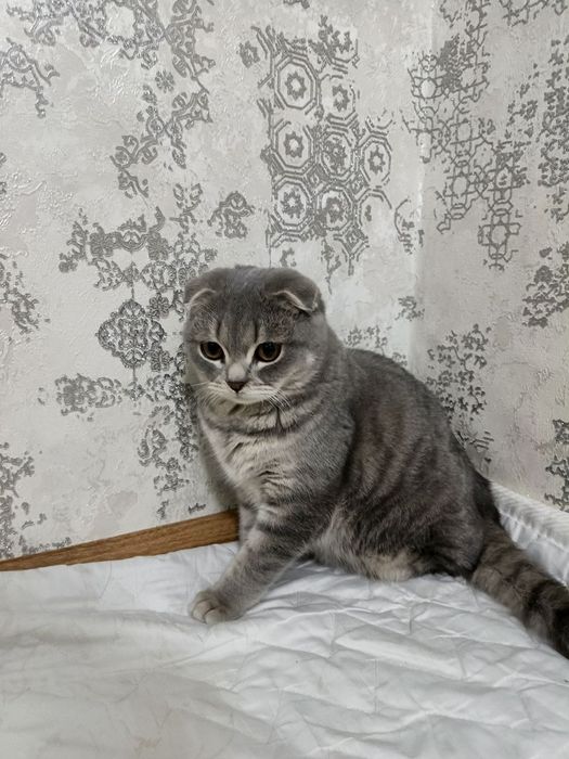 Scotish fold ugil bola