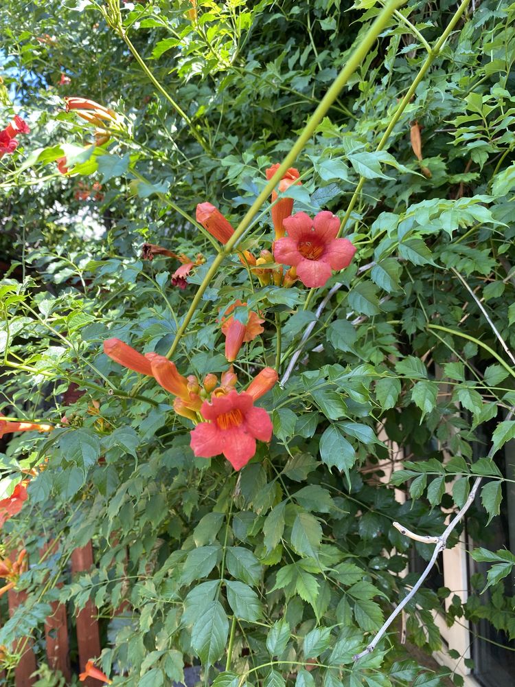 Planta cataratoare luleaua turcului