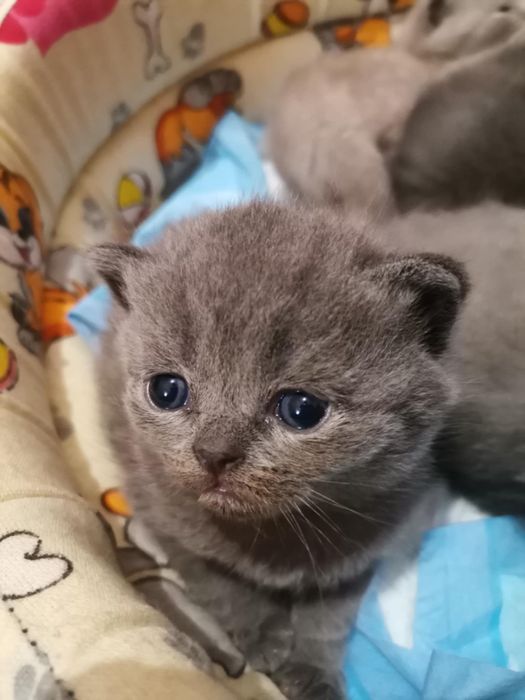 Pufos in cautare de iubire