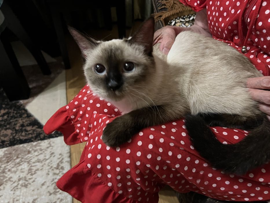 Домашний котенок девочка