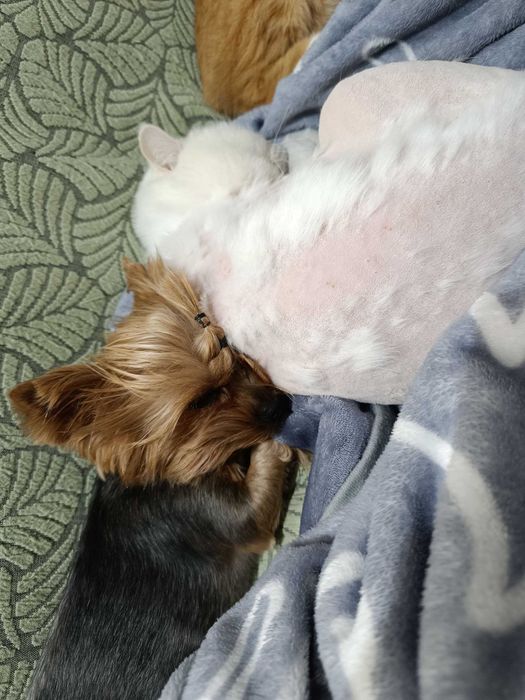 бесплатно в хорошие руки привитые кастрированные