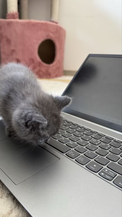 Котенки скотиш страйт