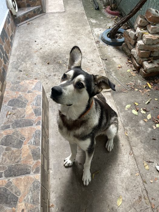 Dau spre adoptie baiat Junior aprox 1 an