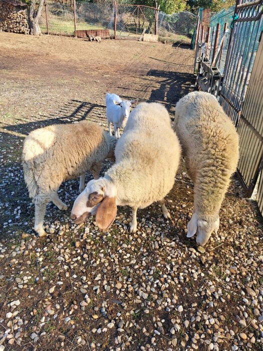 De vanzare animale .