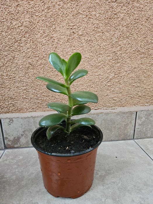 Цвете Дървото на живота