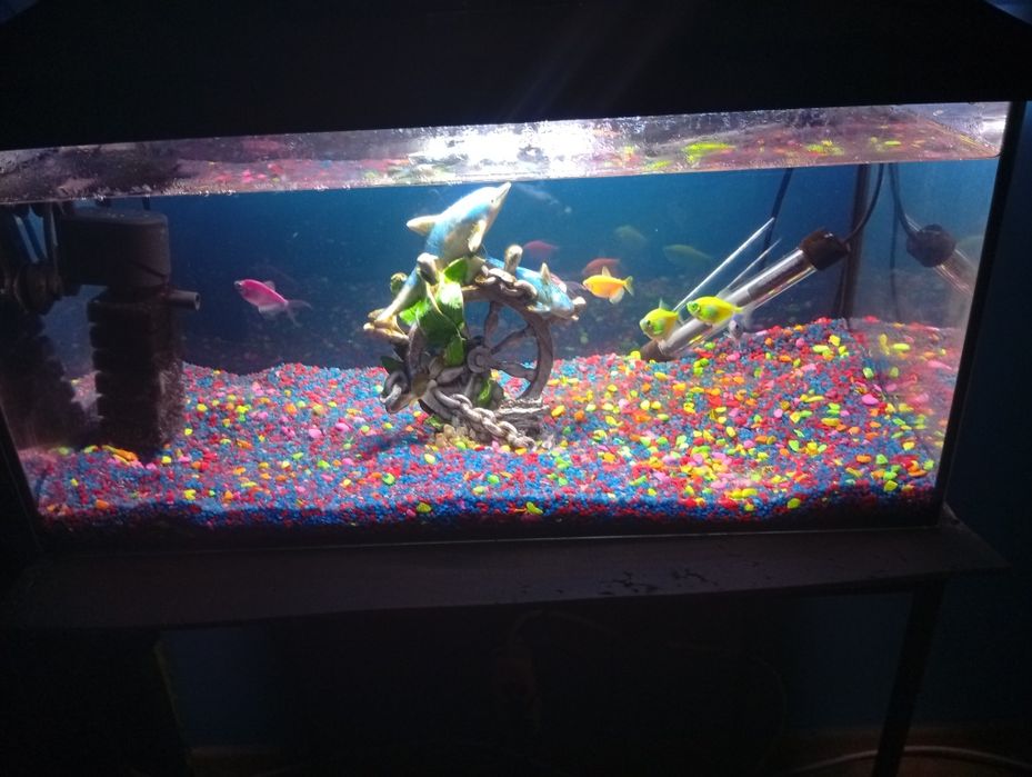 Vând acvariu 54 l cum se vede
