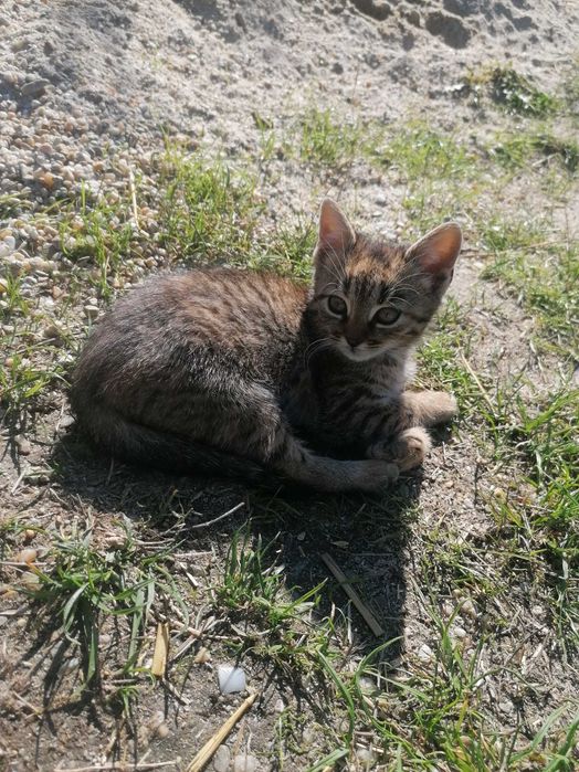 Donez 4 pisoiasi, 2 cotoi si o pisica de 2 ani