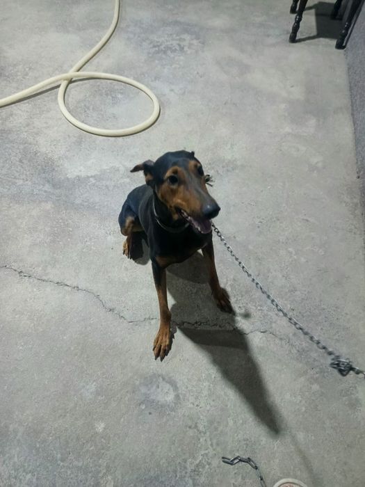 Doberman pinscher 7 oylik urgʻochi