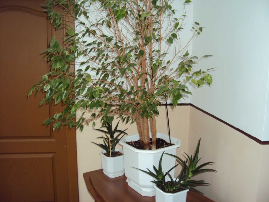 Sony Cyber-shot DSC-W180 10.1MPx