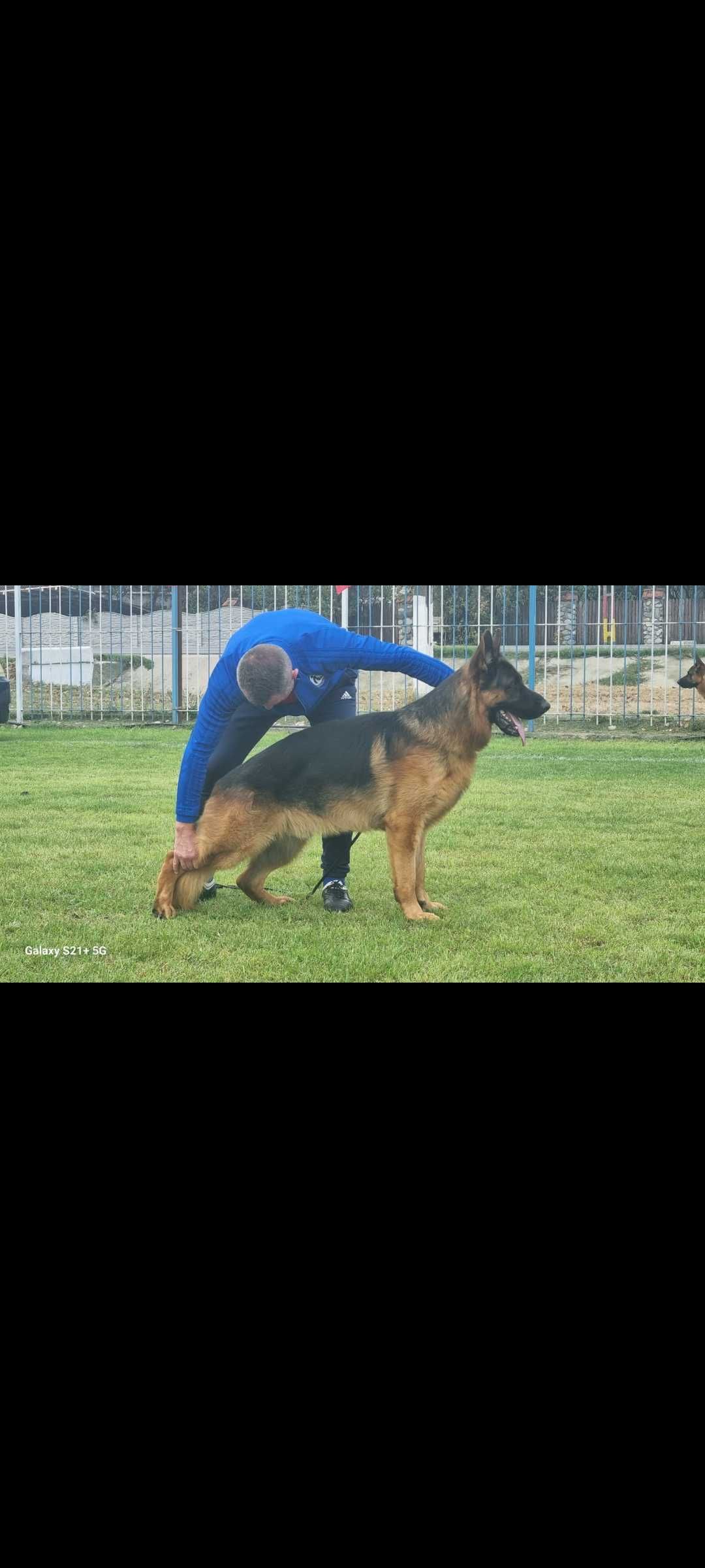 Catel ciobanesc germande show