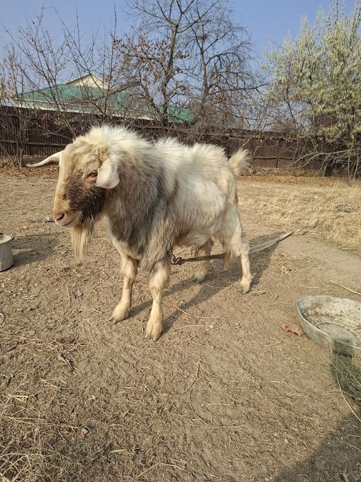 Ақ теке сатылады