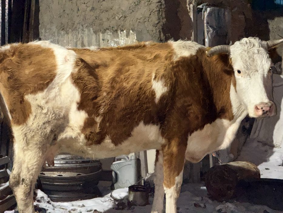 Продам корову симменталской породы