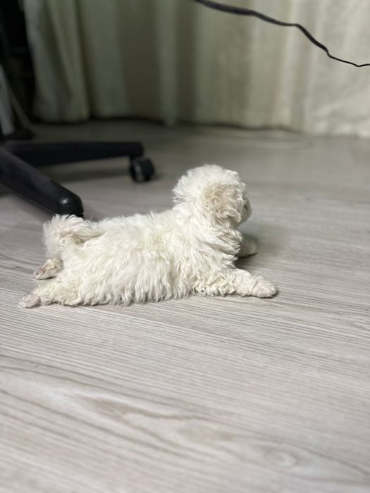 vând pui bichon mini toy