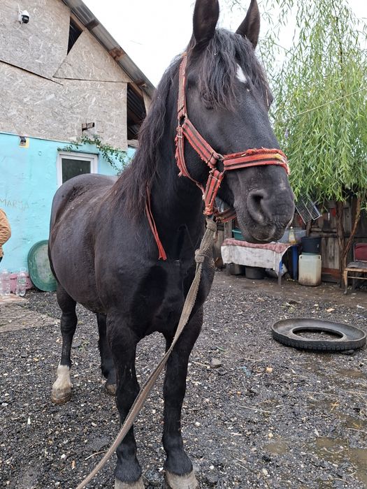 Vând cal castrat an vârstă de 5 ani nu musca nu da din picioare l