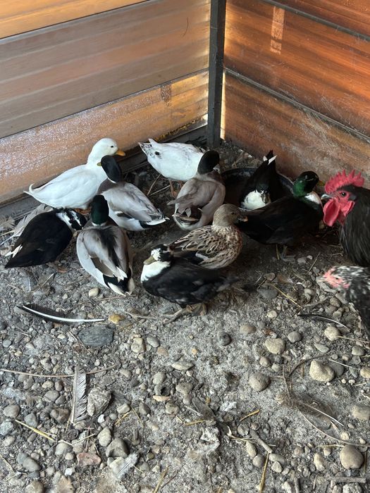 Vand Rațe Pitice Olandeze