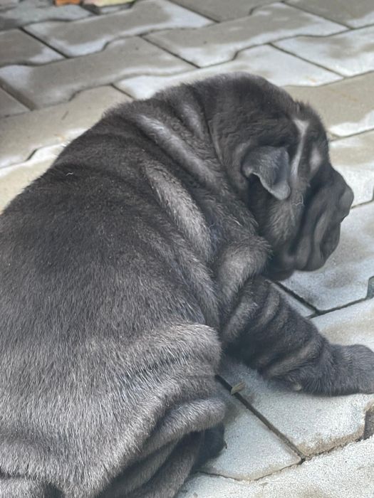 Mascul din rasa Shar Pei