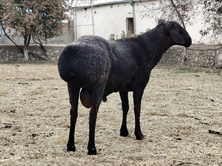 To'y va aqiqa marosimlari uchun qo'chqor sotiladi.