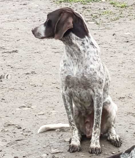 Donez catei Brac German 3 luni