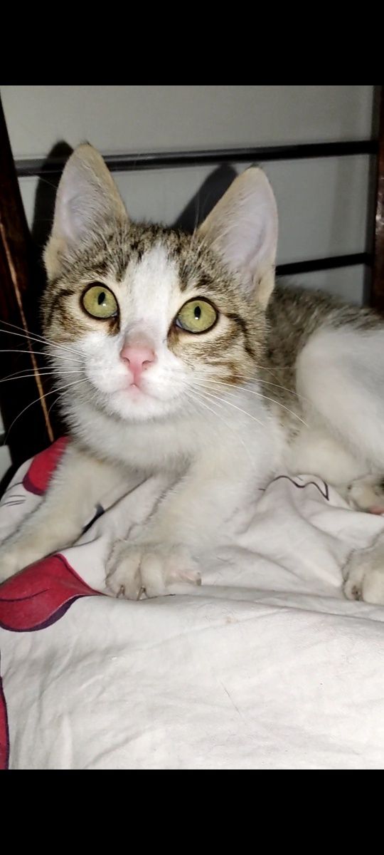 Котёнок девочка ищет доброго человека