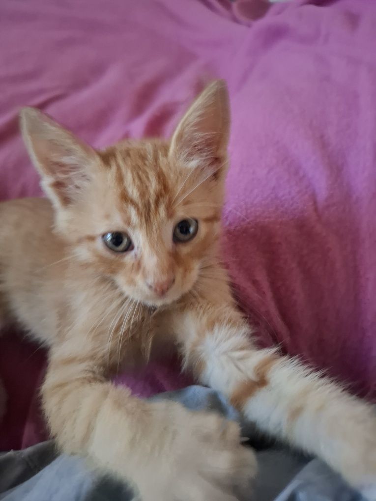 Мъжко рижаво котенце на 1,5м